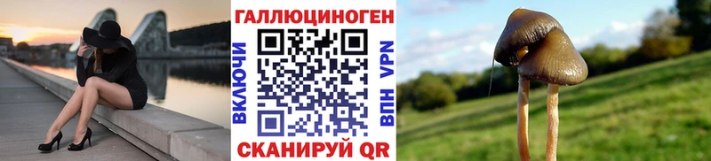 Купить где  Духовщина  Псилоцибиновые грибы Cubensis 